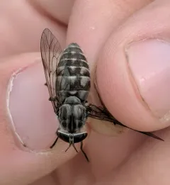 Hybomitra microcephala thumbnail 2