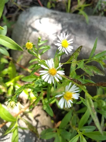 Tradescant's aster