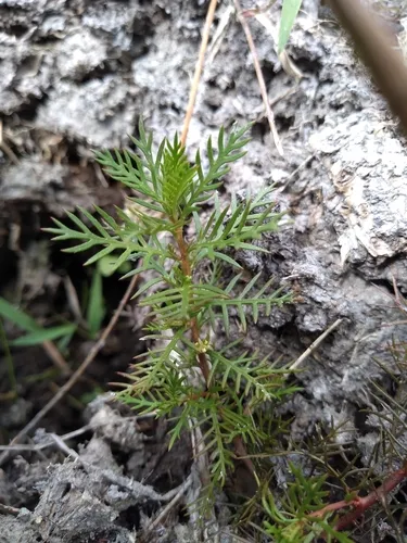 combleaf mermaidweed