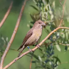 Cassia Crossbill thumbnail 3