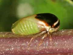 Micrutalis dorsalis thumbnail 2