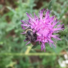 Eastern Thistle Longhorn Bee thumbnail 2