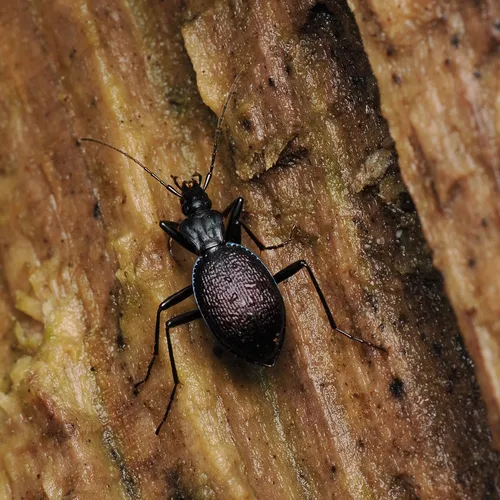 Margined Snail-eating Beetle