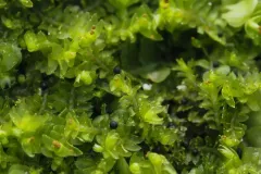 Cut Notchwort thumbnail 2