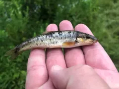 Largescale Stoneroller thumbnail 4