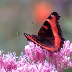 Milbert's Tortoiseshell thumbnail 2
