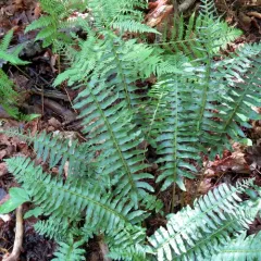 Christmas fern thumbnail 2