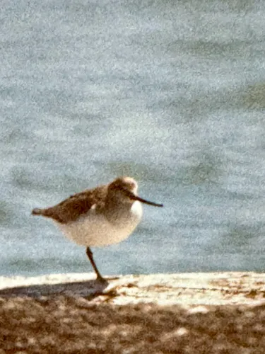 Terek Sandpiper