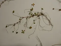 Pacific Waterclover thumbnail 2