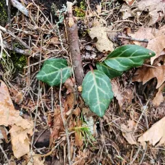 white-veined wintergreen thumbnail 3