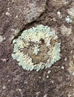 Abrading Ring Lichen thumbnail 2