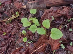 Broadleaf Bluebells thumbnail 1