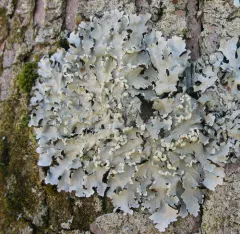 Black Sheet Lichen thumbnail 4