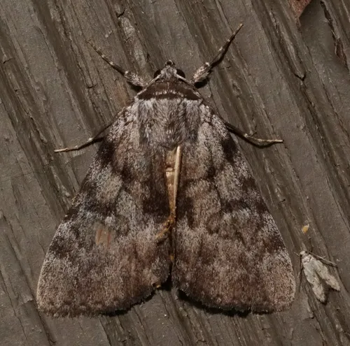 Sordid Underwing