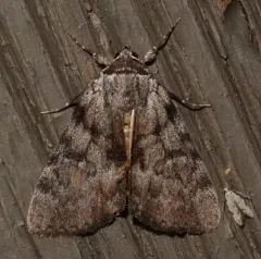 Sordid Underwing thumbnail 1