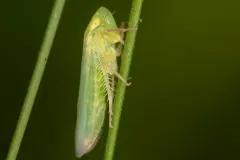 Chlorotettix balli thumbnail 2