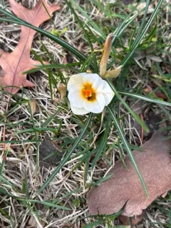 Silvery Crocus thumbnail 3