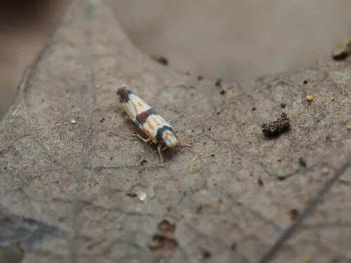 Erythroneura calycula