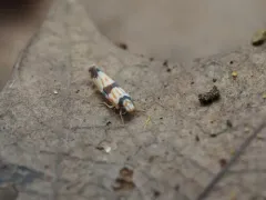 Erythroneura calycula thumbnail 1