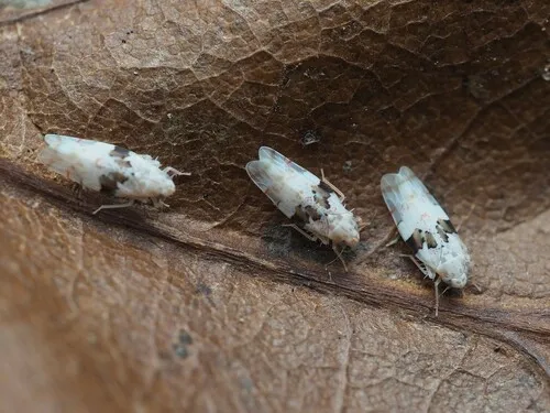 Hymetta balteata