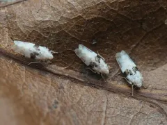 Hymetta balteata thumbnail 1