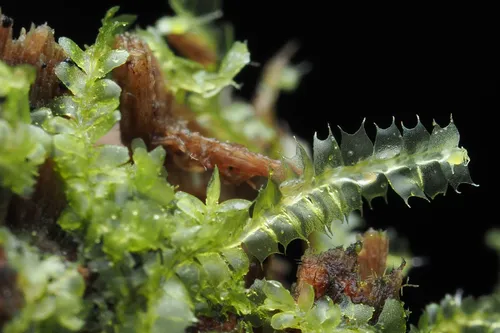 Lophocolea bicuspidata