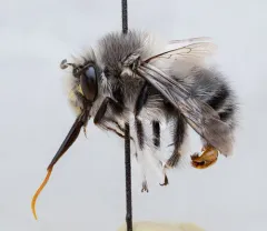 Pacific Digger Bee thumbnail 3