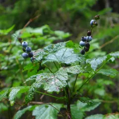 Stink Currant thumbnail 1