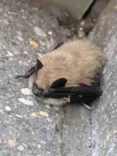 Western Small-footed Myotis thumbnail 3