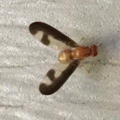 Antlered Flutter Fly thumbnail 3