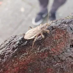 Grey Damsel Bug thumbnail 3