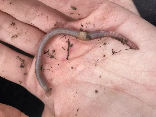 Southern Worm