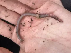 Southern Worm thumbnail 1