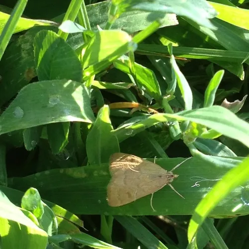 Garden Webworm Moth