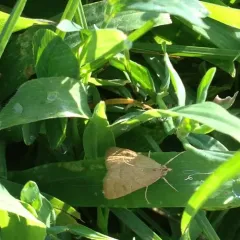 Garden Webworm Moth thumbnail 1