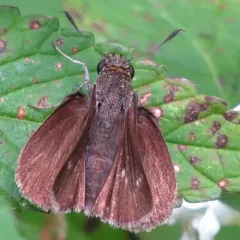 Dun Skipper thumbnail 2