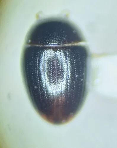 Cercyon analis