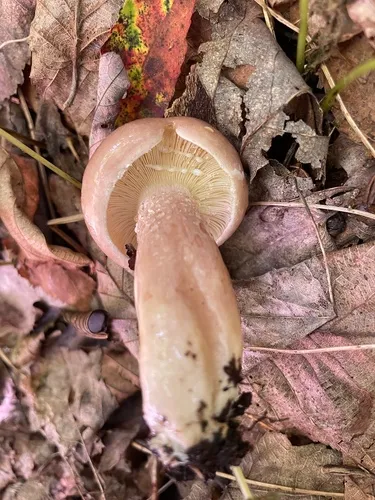 dyed milkcap