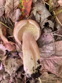 dyed milkcap thumbnail 1