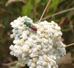 Pseudochrysis neglecta thumbnail 3