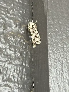 Mottled Oak Woodling Moth thumbnail 3