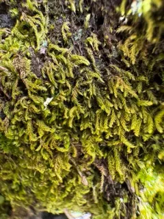 Whipple's claopodium moss thumbnail 3