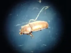 Epuraea planulata thumbnail 4