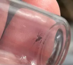 Zebra Thin Sheetweaver thumbnail 1
