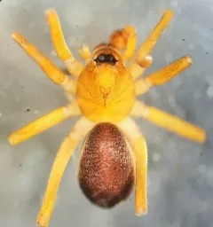European Ant-eating Spider thumbnail 3
