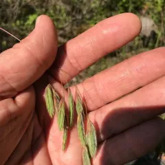 Prairie Brome thumbnail 3