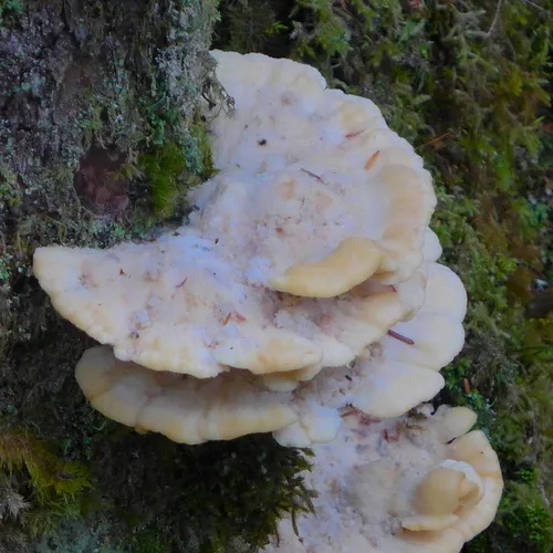 Conifer Chicken of the Woods