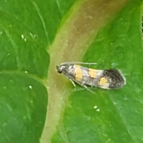 Orache Leafminer Moth