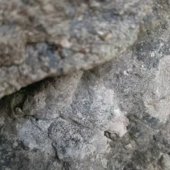 Rock Disk Lichen thumbnail 4
