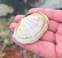 California Sunset Clam thumbnail 4